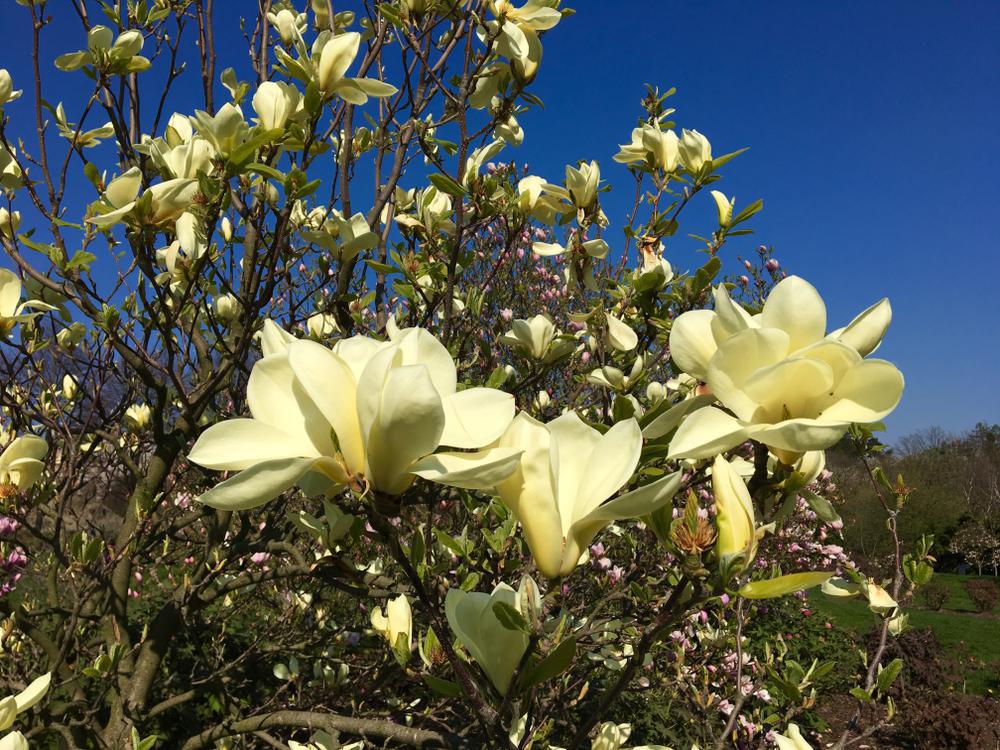 7G Magnolia X 'Butterflies' Butterflies Magnolia 1003012