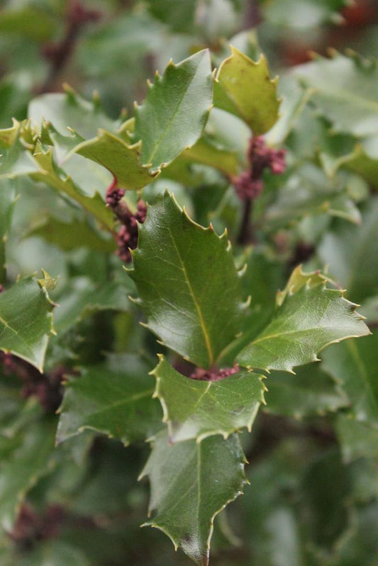 5G Ilex X meserveae 'Blue Prince' Blue Prince Holly 1001318