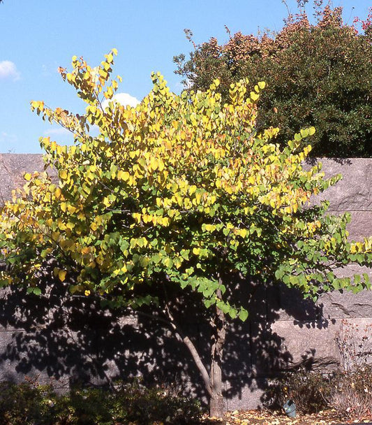 7G Cercis canadensis Red Bud  (Eastern Redbud) SINGLE STEM 1000575