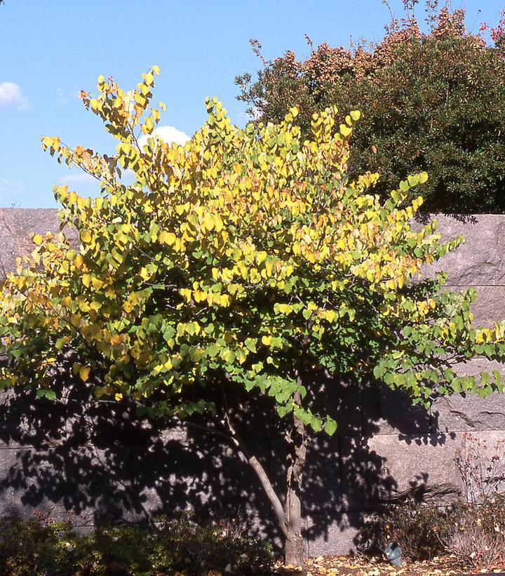 15G CERCIS CANADENSIS - Redbud Weeping 1002286