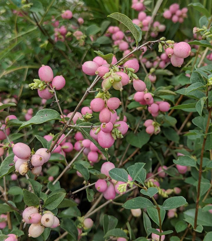 3G Symphoricarpos x doorenbosii 'Candy' ('Kolmcan') Candy™ Snowberry (Coralberry): Patent PP20,931 1006694