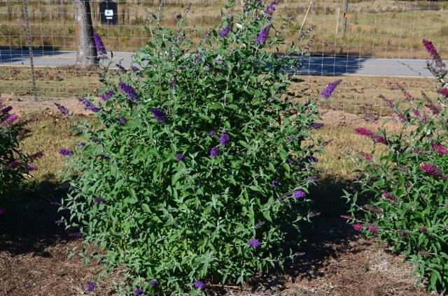 3G Buddleia davidii 'Psychedelic Sky' ('PIIBD-III') Psychedelic Sky™ Butterfly Bush: Patent PP26,306 1013525