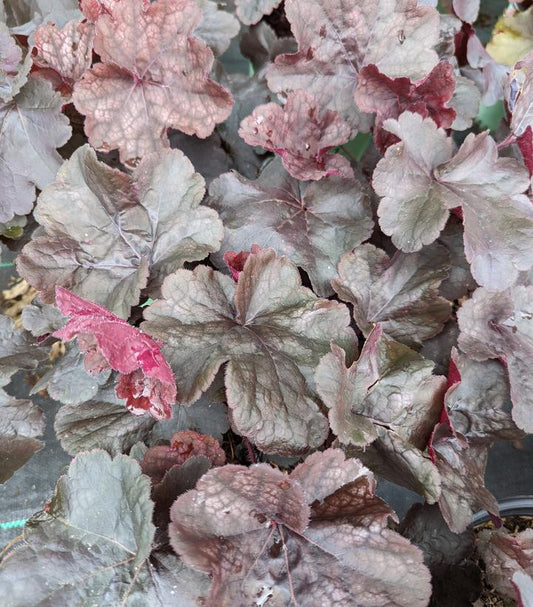 8"  Heuchera Northern 'Exposure Black' ('TNHEUNEB') Northern Exposure™ Black Coral Bells: Patent PP30,583 1011823