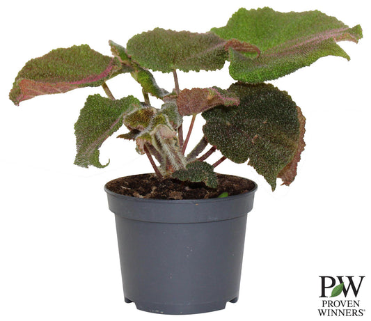 5" PW Begonia Rex Crystalline Sparkle G0600