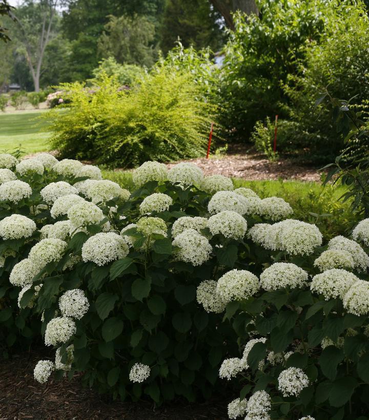 3G Hydrangea arborescens Invincibelle Limetta® ('NCHA8') Invincibelle Limetta® Smooth hydrangea: Patent PPAF 1009196