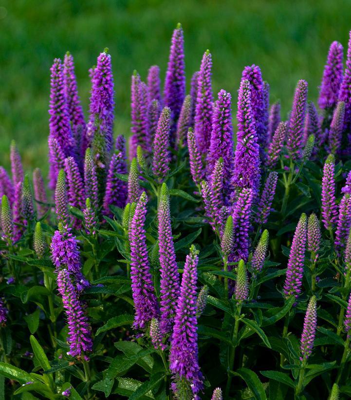 1G Veronica Magic Show® 'Purple Illusion' Spike Speedwell: Patent PPAF 1010921