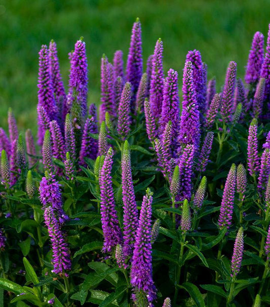 1G Veronica Magic Show® 'Purple Illusion' Spike Speedwell: Patent PPAF 1010921