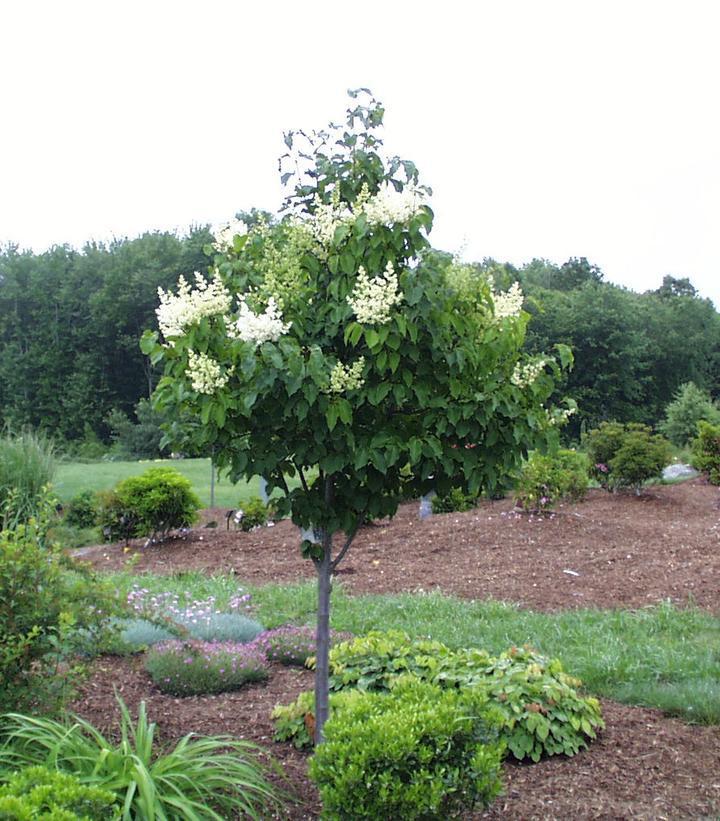 15G Syringa Reticulata Ivory Silk - Tree Form (Japanese Tree Lilac) 1003101