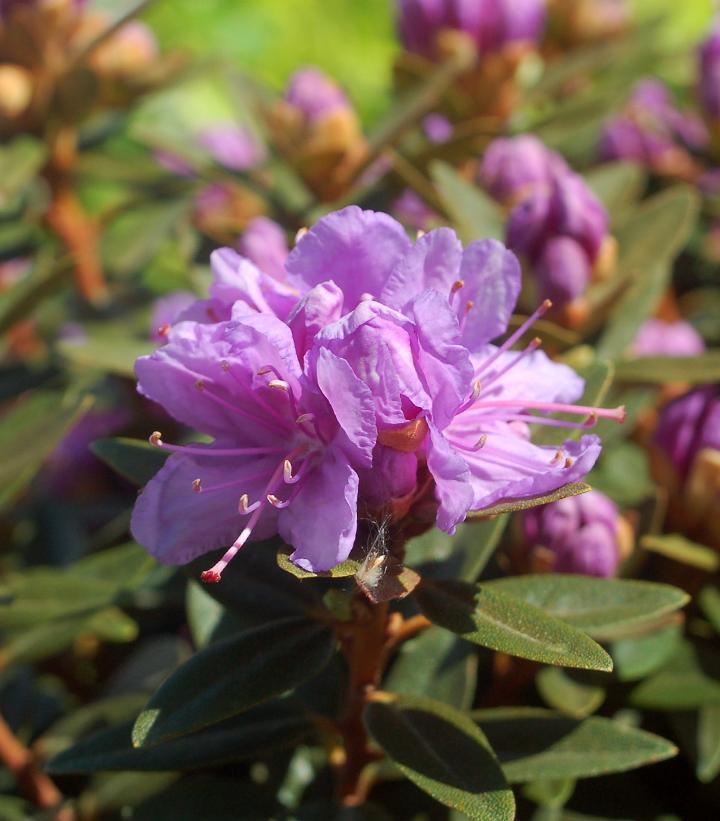 3G Rhododendron X 'Purple Gem' Purple Gem Rhododendron (Evergreen) 1000116