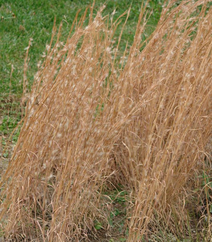 1G ANDROPOGON VIRGINICUS (Broom Sedge) 1011032