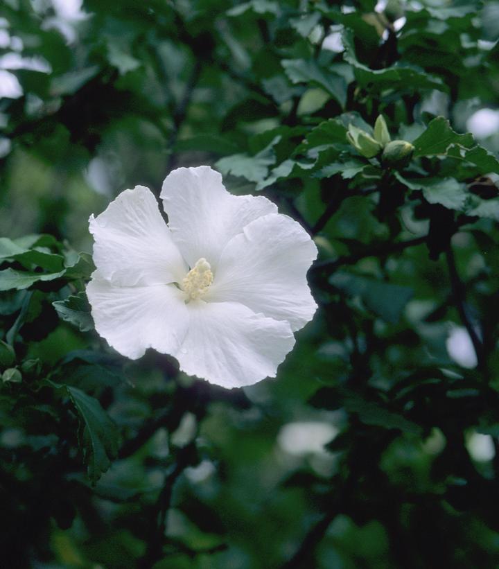 5G Hibiscus syriacus 'Diana' (White) Diana Rose of Sharon 1014073