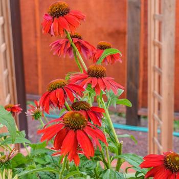 2G Echinacea Sombrero® 'Salsa Red' ('Balsomsed') Salsa Red Coneflower: Patent PP23,105 1012418