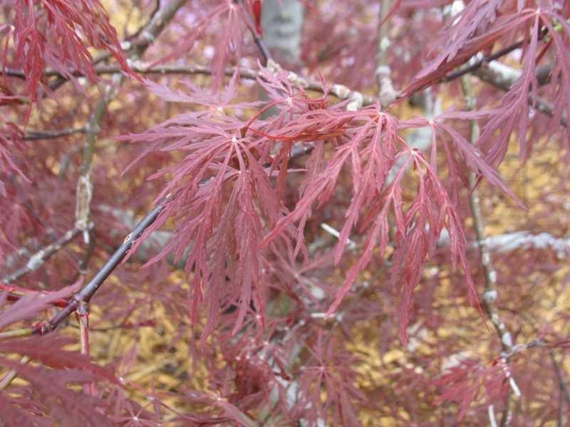 3G Acer Palmatum Dis. 'RED DRAGON'  Red Dragon Weeping Japanese Maple 1003791