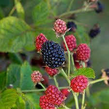 8" RUBUS `BABY CAKES` THORNLESS BLACKBERRY 1008159