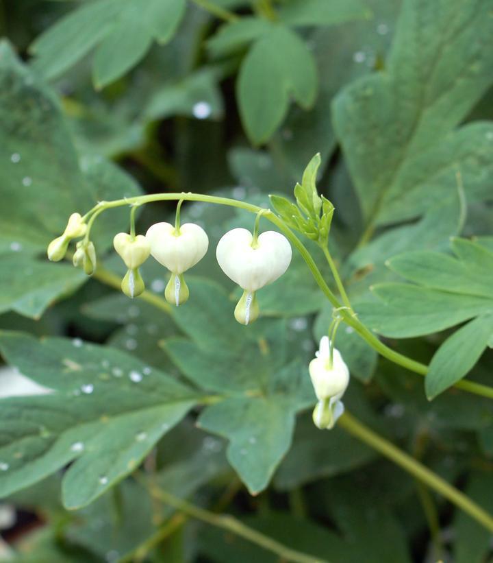 1G Dicentra spectabilis 'Alba' White Bleeding Heart 1000476