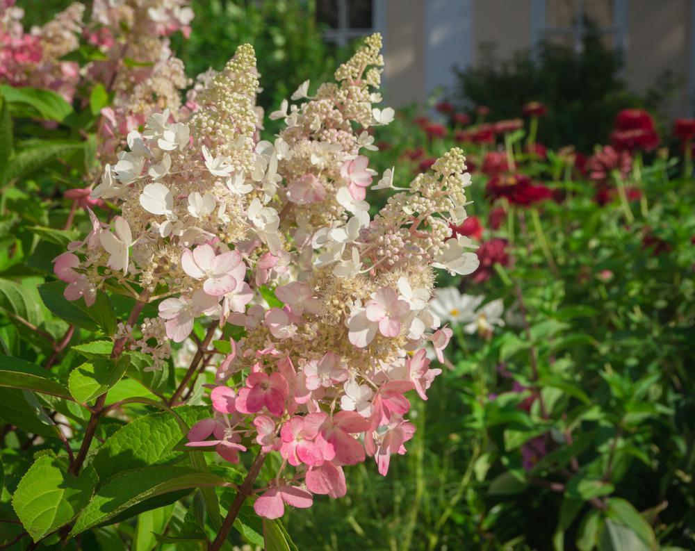 2G Hydrangea pan. Pinky Winky® ('DVPPINKY') Pinky Winky® Panicle Hydrangea: Patent PP16166 1003711