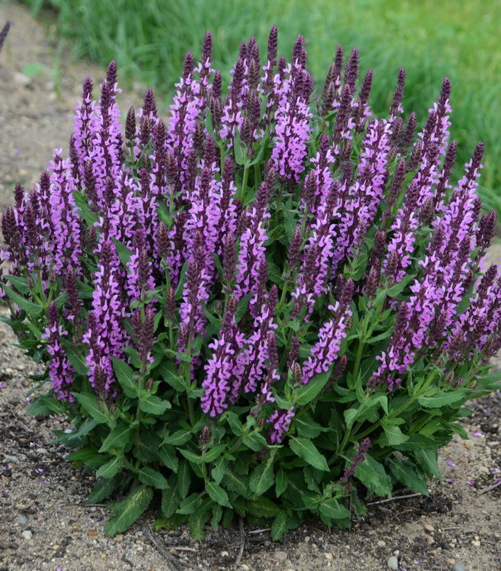 1G Salvia nemerosa 'Pink Profusion' 'Pink Profusion' Perennial Salvia: Patent PPAF 1010947