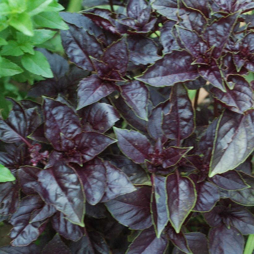 1G OCIMUM `RED RUBIN` Red Rubin Basil 1004660