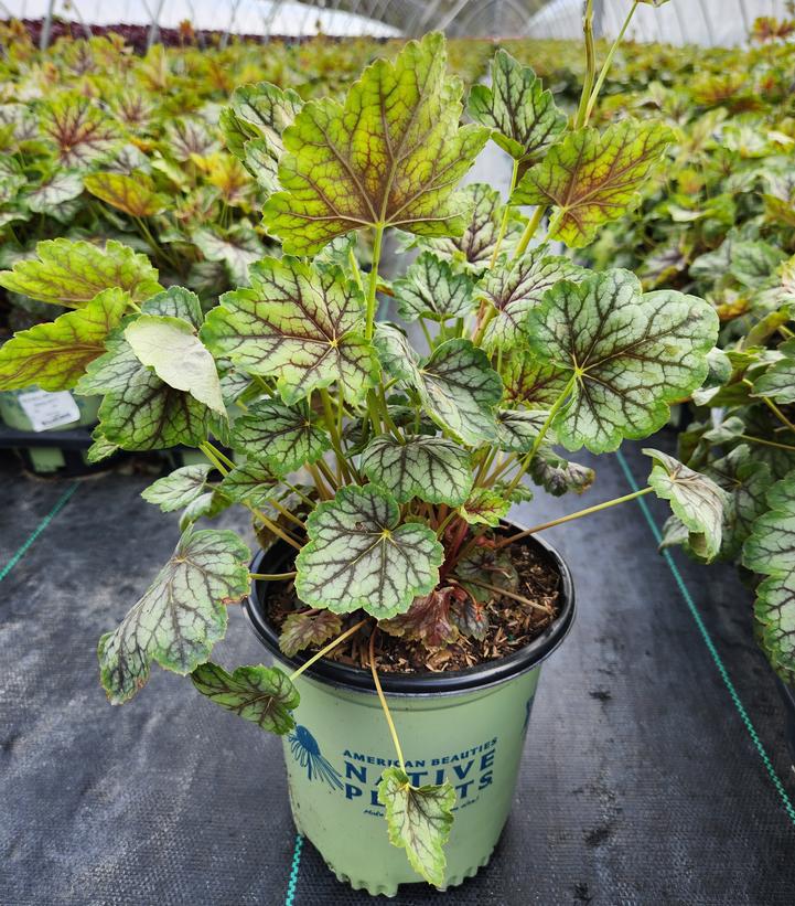 1G Heuchera americana 'Green Spice' Green Spice Coral Bells 1012088