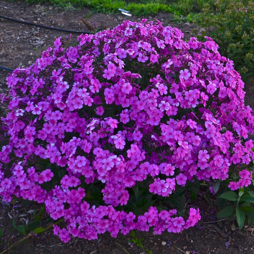 1G Phlox hybrid 'Cloudburst' Cloudburst Tall Cushion Phlox: Patent PPAF 1009796