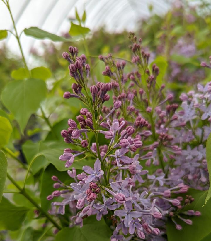 5G Syringa vulgaris 'New Age Lavender' ('G13099') New Age™ Lavender Lilac: Patent PP32,623 1014515