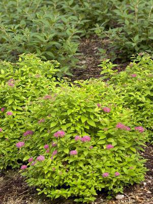 3G Spiraea jap. 'Double Play Gold' Double Play® Gold Spirea: Patent PP21,615 1004269