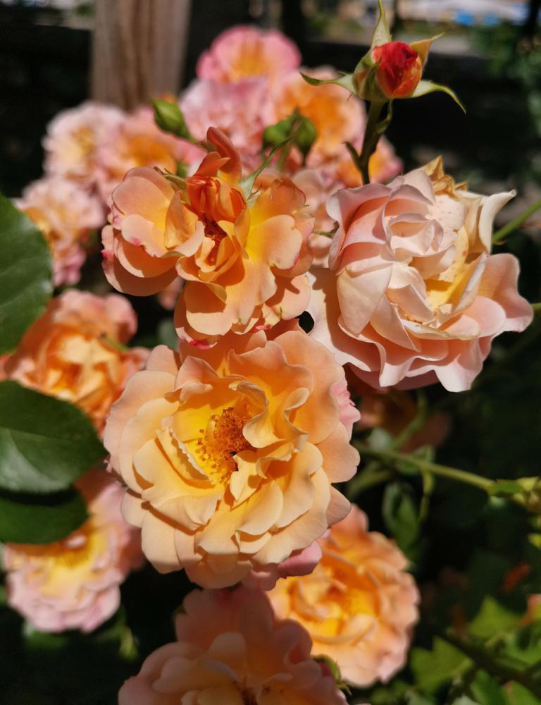 3G Rosa Easy-to-Love® 'Julia Child' ('Wekvossutono') Julia Child™ Floribunda Rose: Patent PP18,473 1005794