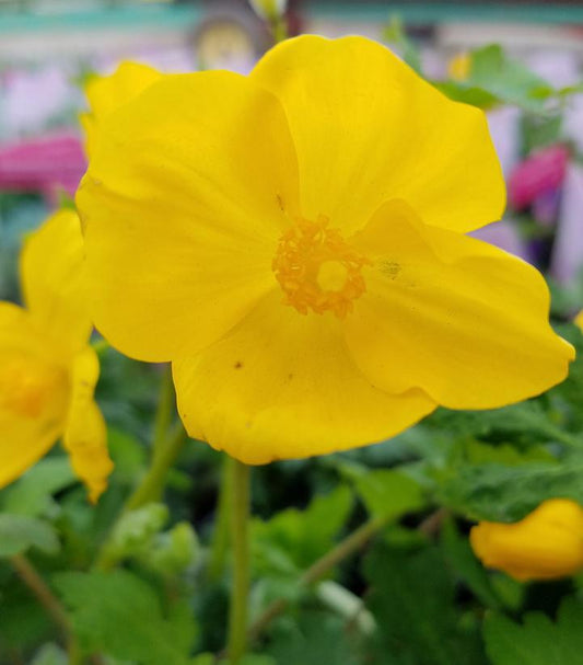 1G Stylophorum Diphyllum - Celandine Poppy - 1003925