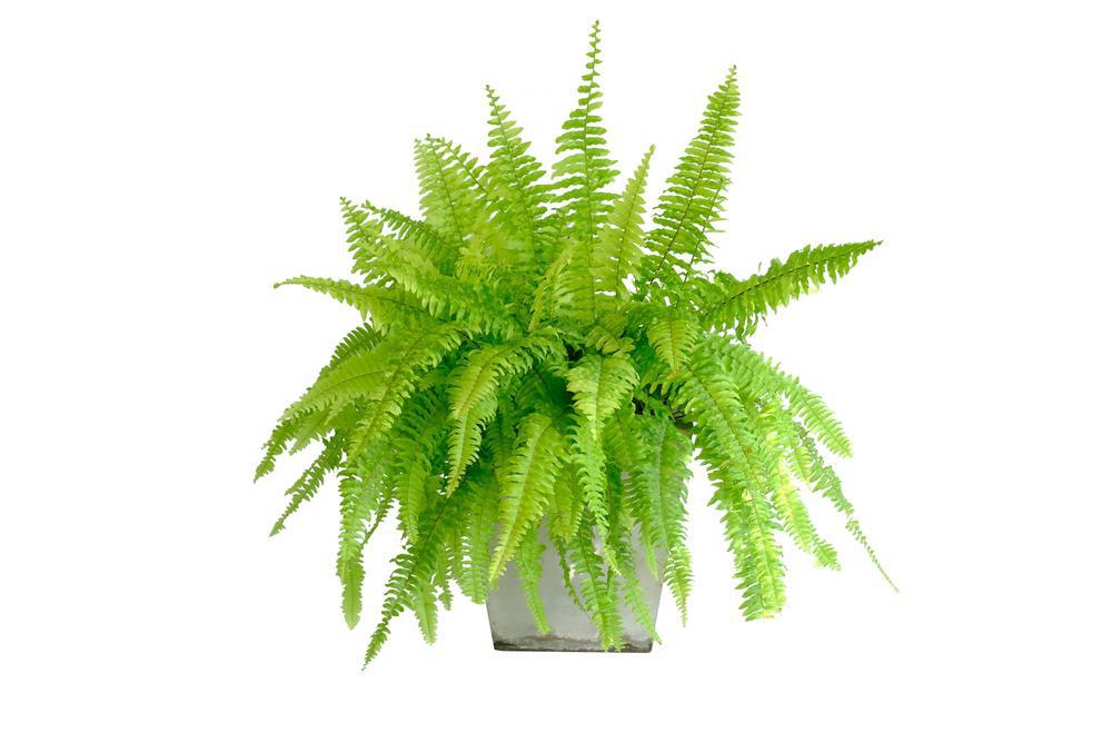 4" Assorted Ferns