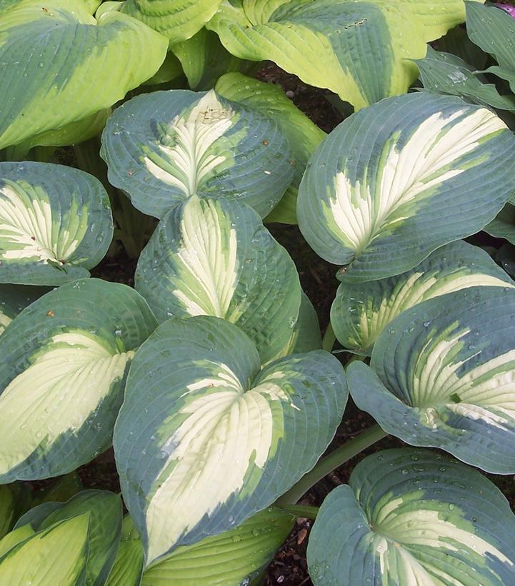 1G Hosta hybrid Shadowland 'Hudson Bay' Shadowland® Hudson Bay Hosta: Patent PPAF 1005934