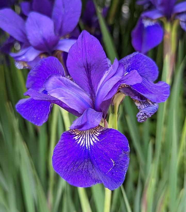 1G Iris sibirica 'Caesars Brother' Caesars Brother Siberian Iris 1000925