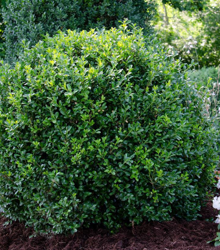 3G Buxus NewGen Independence® ('SB108') NewGen Independence® Boxwood: Patent PP28,888 1012976