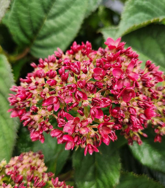 3G Hydrangea arborescens 'Invincibelle Ruby' ('NCHA3') Invincibelle® Ruby Smooth hydrangea: Patent PPAF1009233