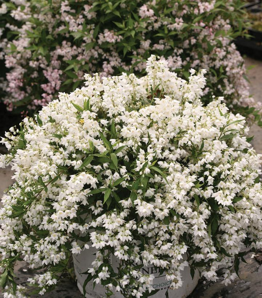 3G Deutzia x 'Yuki Snowflake' ('NCX1') Yuki Snowflake® Deutzia 1007285