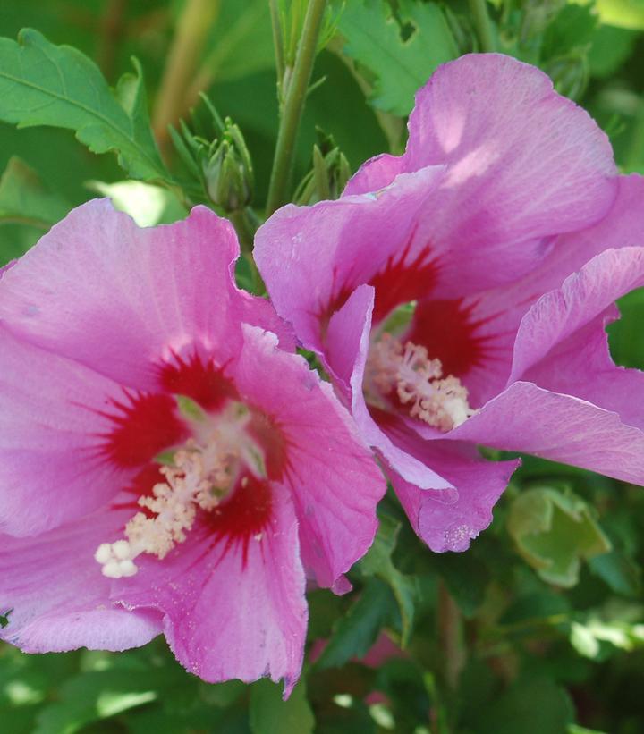 3G Hibiscus syriacus Violet Satin® Violet Satin® Rose of Sharon: Patent PP12,196 1003703