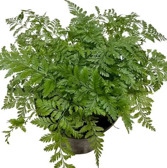 4" Fern Rabbit's Foot