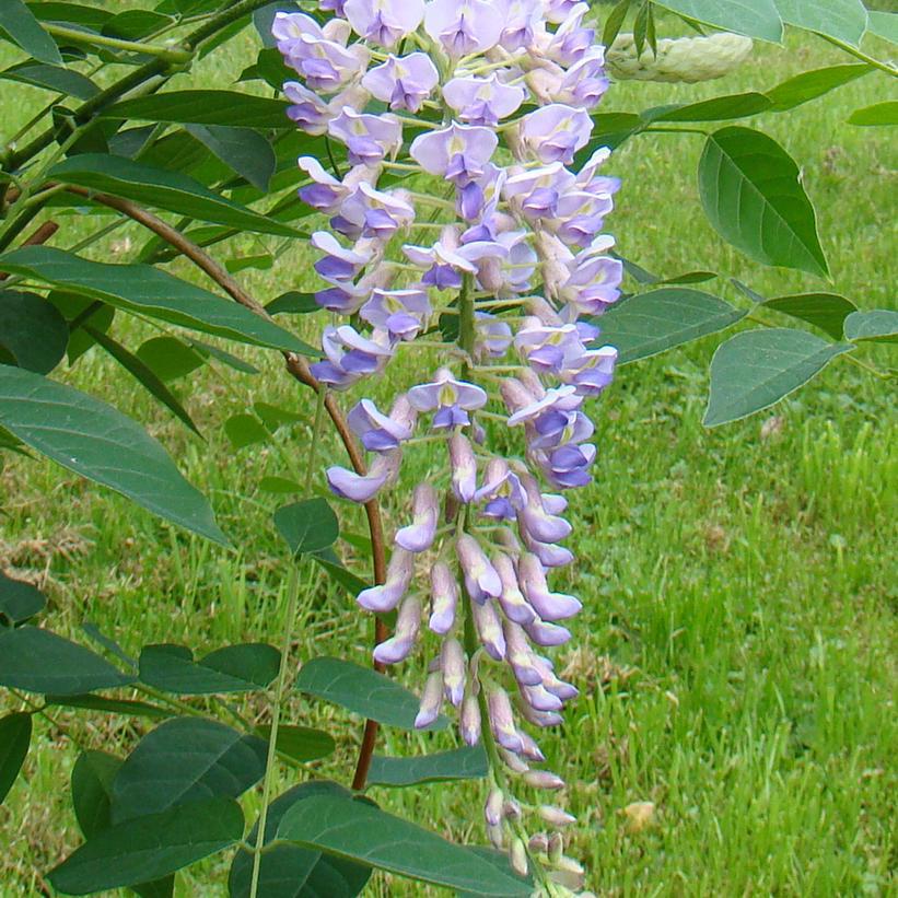 2G Wisteria macro. 'Blue Moon' Blue Moon Wisteria 1004450