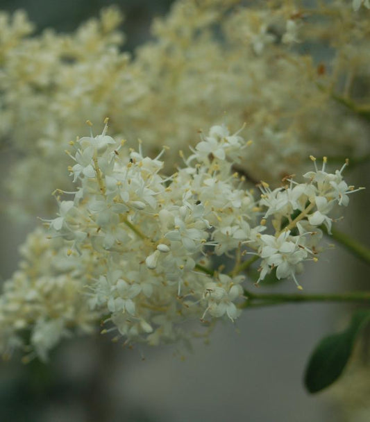 15G Syringa reticulata 'Snowdance' ('Bailnce') Snowdance Japanese Tree Lilac: Patent PP20,458 1005267