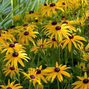 3G RUDBECKIA FULGIDA Goldsturm (Black Eyed Susan)