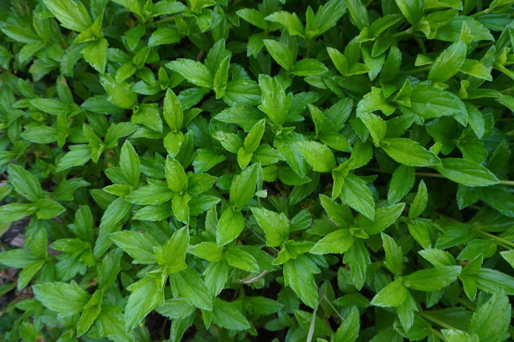 1G Pachysandra Terminalis 'Green Carpet' Green Carpet Japanese Spurge 1001848