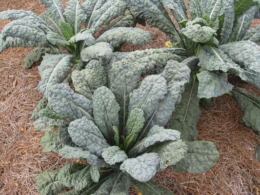 1G KALE 'TOSCANO' Toscano Kale (Dinosaur Kale) 1007705