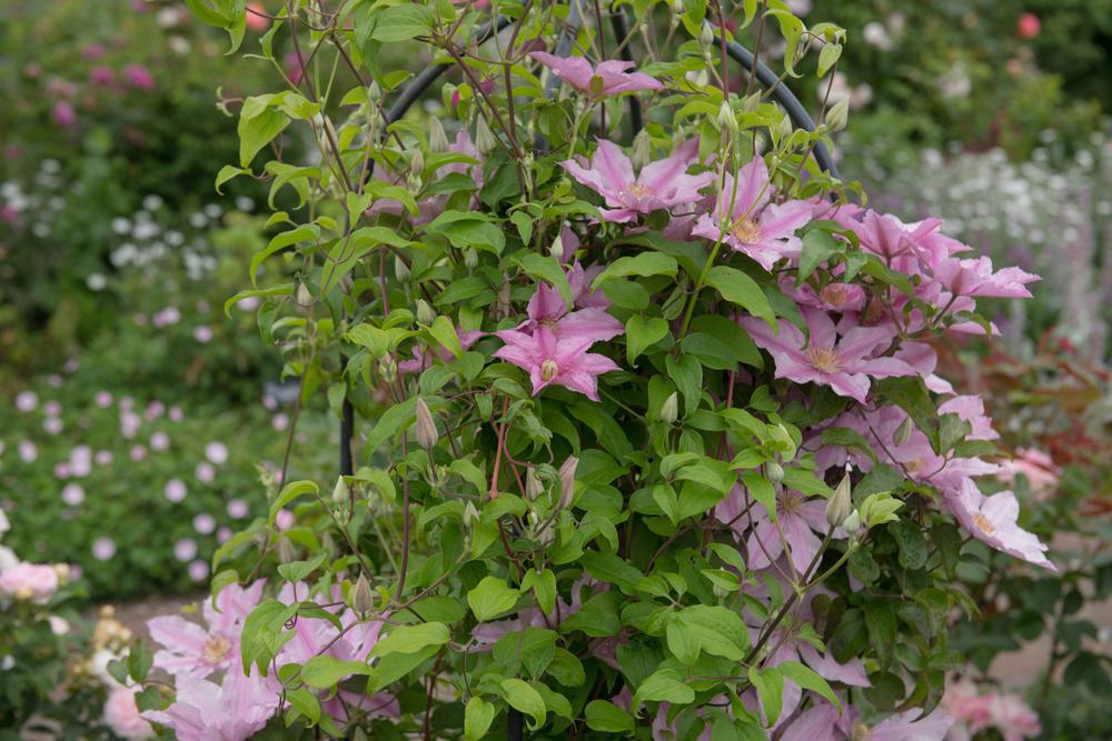 8" Clematis 'Sally' ('evipo077') Sally™ Clematis 1004921