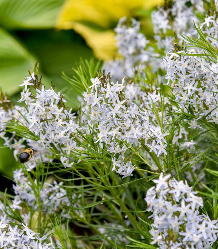 1G Amsonia hybrid 'String Theory' String Theory Blue Star: Patent PP34,419 1020401