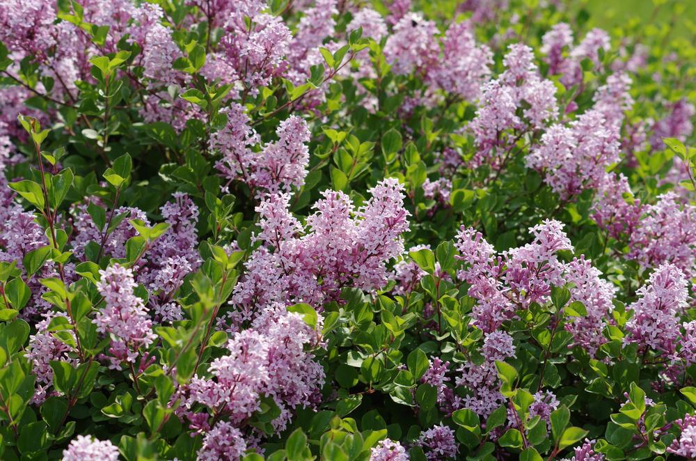 10G SYRINGA MEYERI PALIBIN-Tree Form Dwarf Korean Lilac 1004647