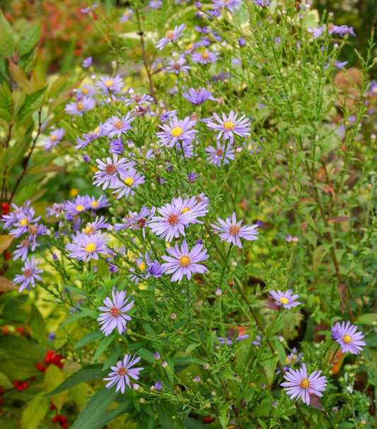 2G Aster laevis 'Bluebird' Bluebird Smooth Aster