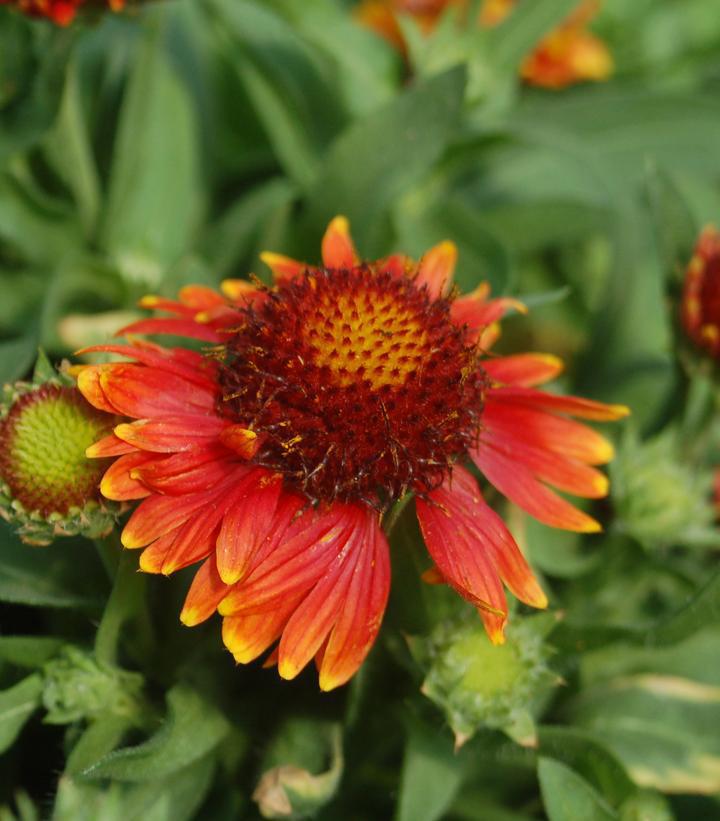 1G GAILLARDIA ARISTATA 'Arizona Red' Arizona Red Blanket Flower 1005601