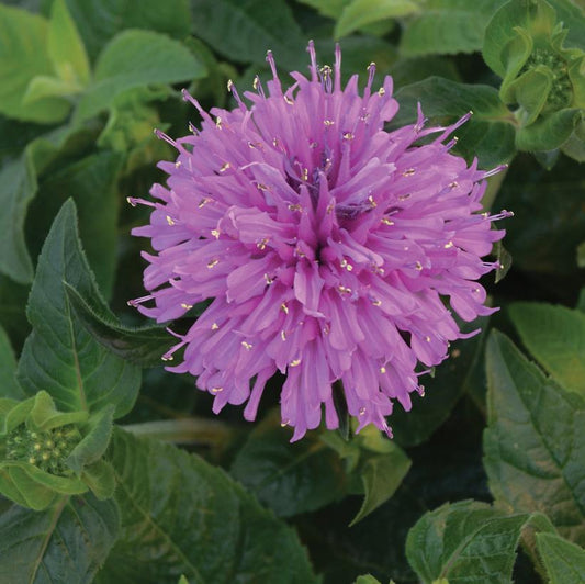 2G Monarda Sugar Buzz™ 'Lilac Lollipop' Lilac Lollipop Bee Balm: Patent PPAF 1007346