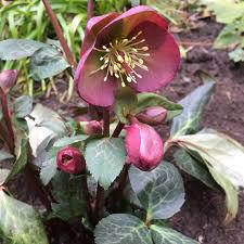 8" HELLEBORUS X FROSTKISS `DANA`S DULCET` 1015388