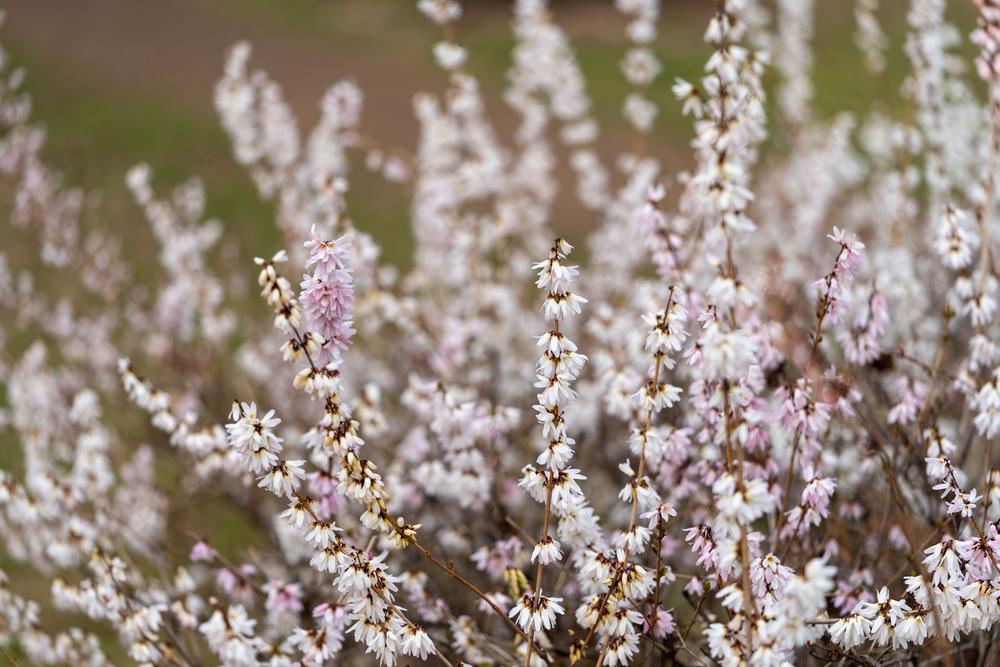 3G Abeliophyllum distichum White Forsythia