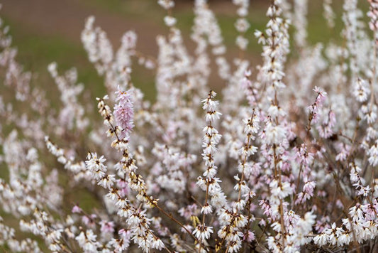 3G Abeliophyllum distichum White Forsythia